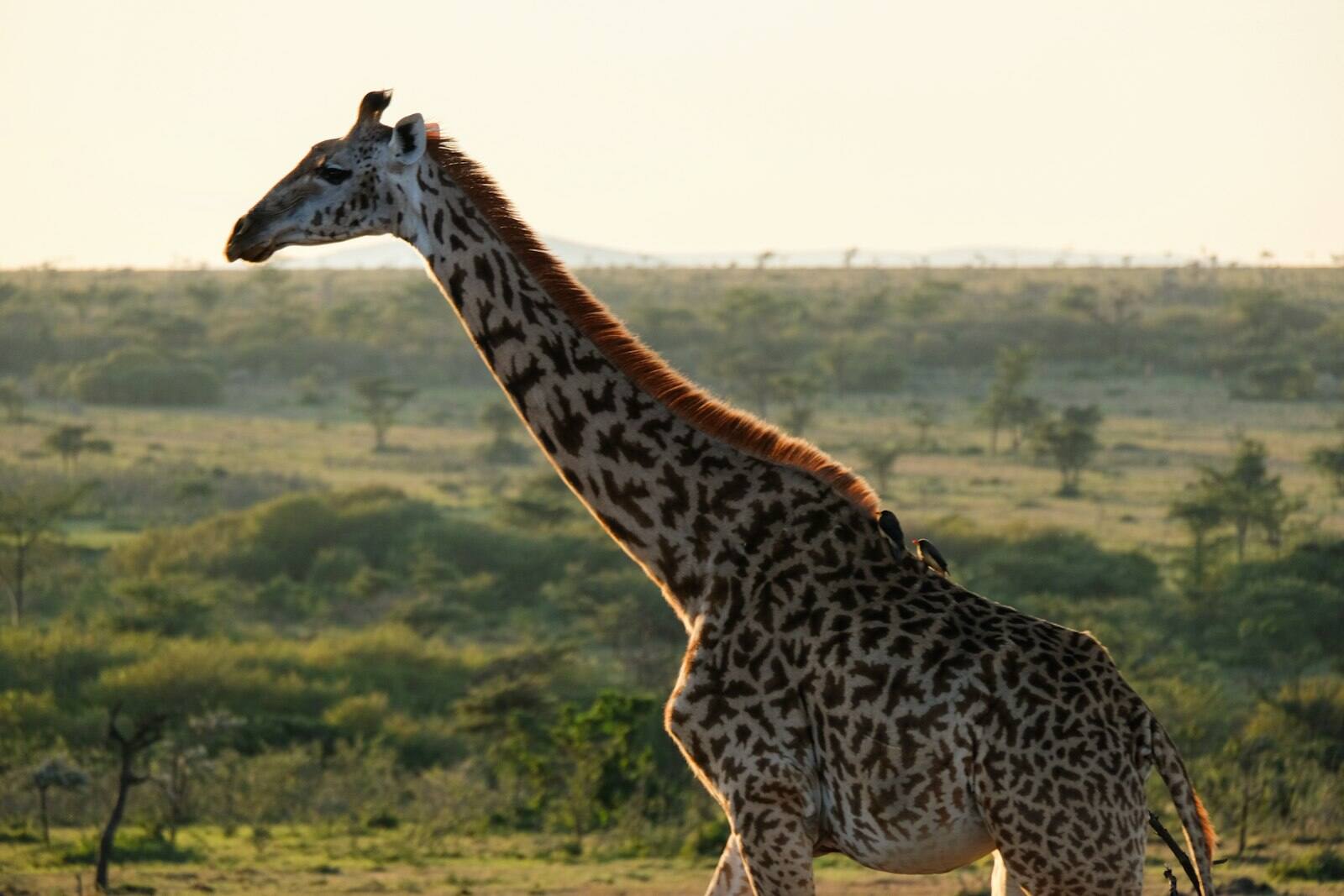 A giraffe stands in a grassy savanna at sunrise.